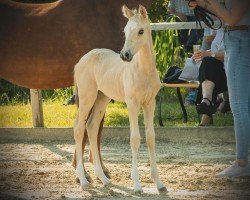 foal by Iridium KS (German Riding Pony, 2024, from Nottingham WE)