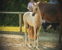 foal by Feingold KS (German Riding Pony, 2024, from Herzgold D NRW)