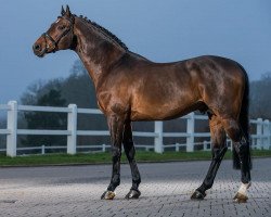 Deckhengst Colander (Holsteiner, 1998, von Contender)