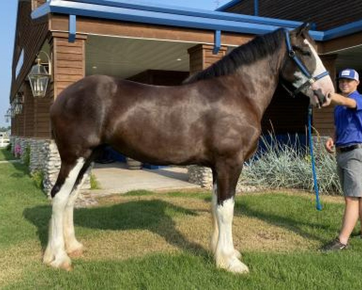 horse Ex Lazarus' Yukon (Clydesdale, 2018, from Armageddon's Lord Lazarus)