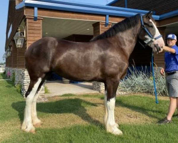 horse Ex Lazarus' Yukon (Clydesdale, 2018, from Armageddon's Lord Lazarus)