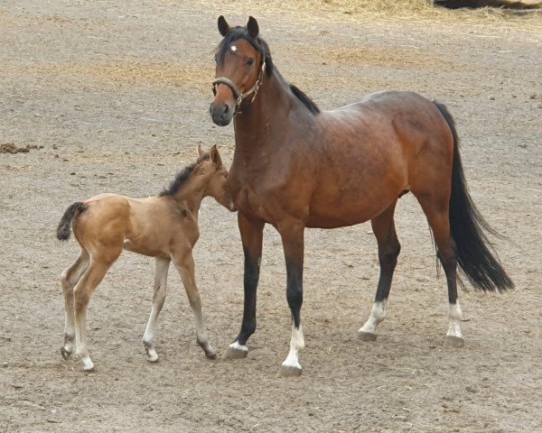 broodmare Delicja (Polish Warmblood,  , from Kirkor)