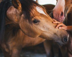 horse My Milky Surprice (German Horse, 2022, from Milky Way GF)