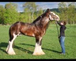 Deckhengst Challenger of Pinnacle (Clydesdale, 2000, von Maplewood Levi)