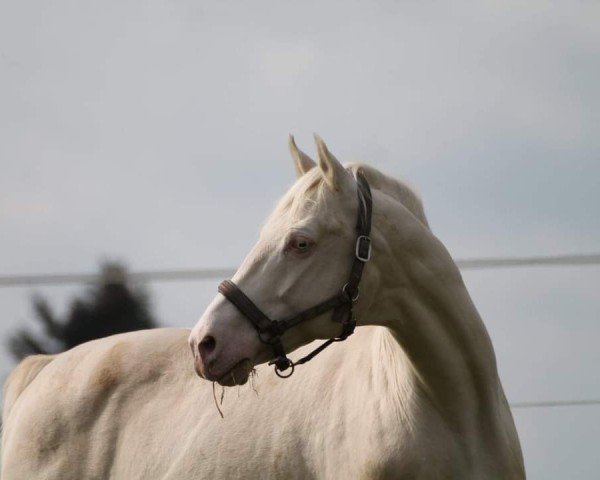 Deckhengst Milky Way GF (Deutsches Reitpferd, 2001, von Mascarpone GF)