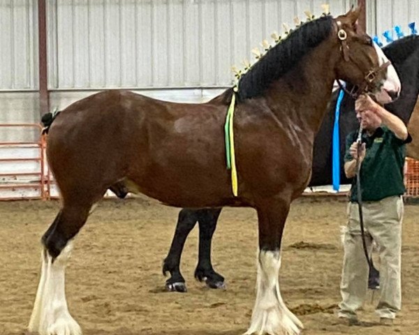 Deckhengst Bodacious Y.2.K's Legacy (Clydesdale, 2018, von Hatfield Winchester)