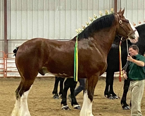 Pferd Boulder Bluff Dexter (Clydesdale, 2016, von Calico Great Galaxy)