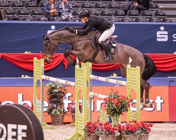 broodmare Mezohegyes Chabala (Oldenburg show jumper, 2010, from Chacco-Blue)