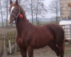 Pferd Kirkor (Polnisches Warmblut, 2003, von Mywill)