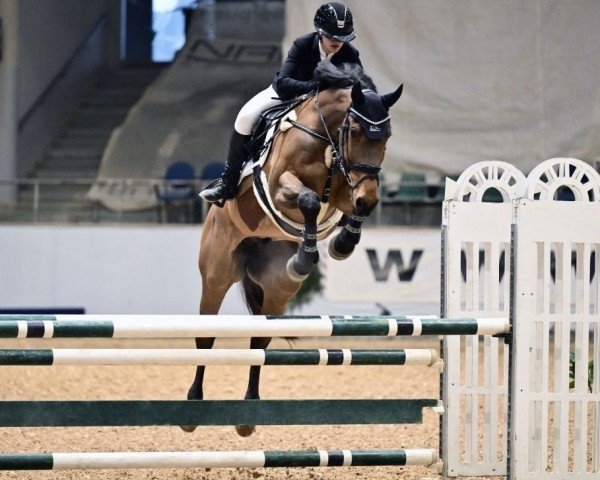 jumper Ami le diamont (German Sport Horse, 2012, from Champion de Cord)