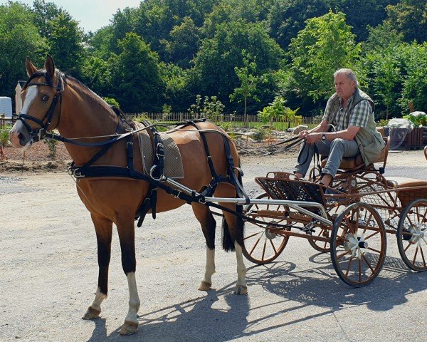 dressage horse Nacho Moon de Luxe HF (German Riding Pony, 2021, from FS Next Diamond)