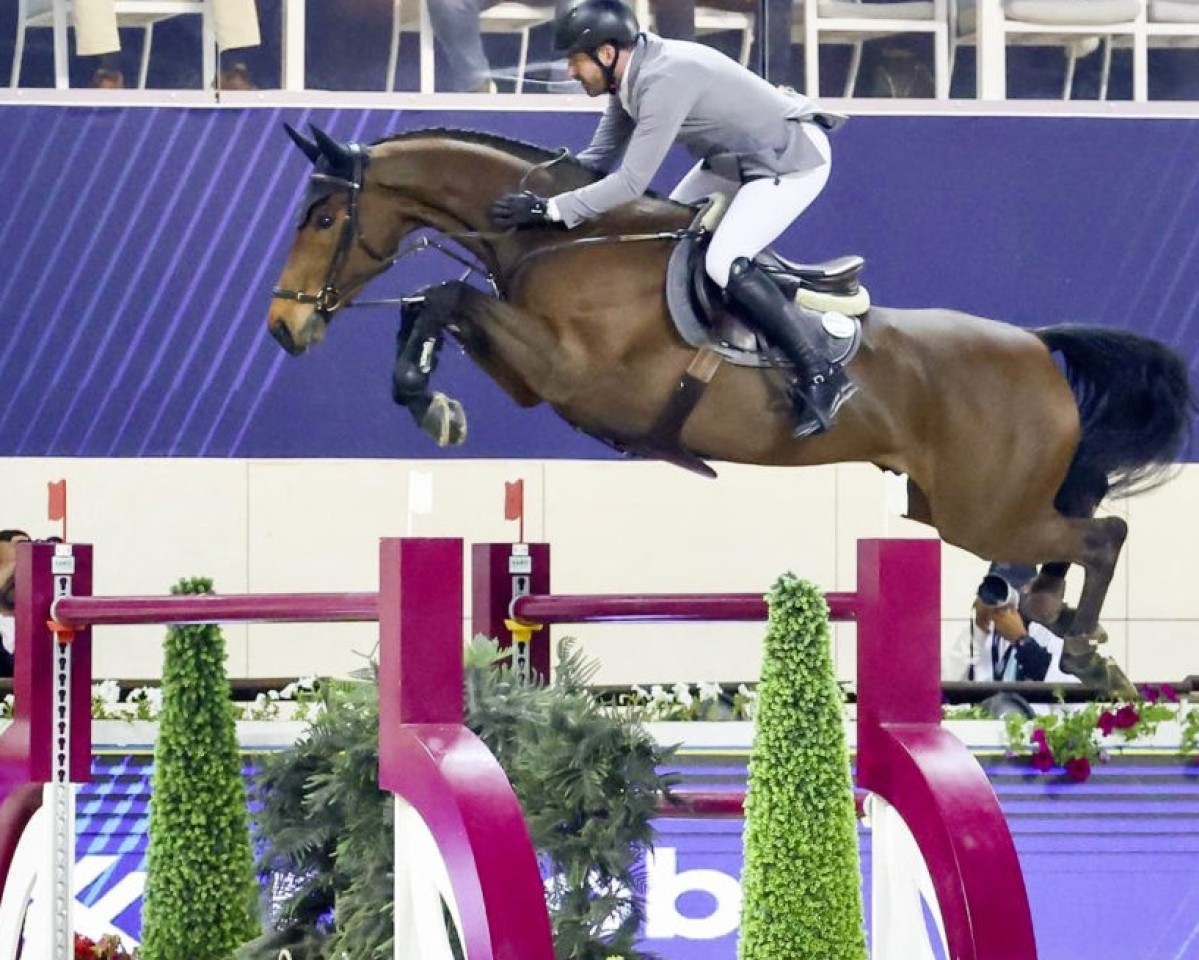 broodmare JUST BE GENTLE (KWPN (Royal Dutch Sporthorse), 2014, from Tyson)