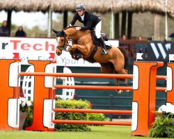 jumper Cydello (Hanoverian, 2014, from Cascadello)