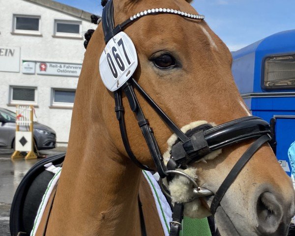 Dressurpferd Luke 141 (KWPN (Niederländisches Warmblut), 2009)