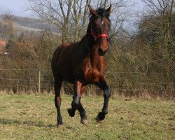 Pferd Caramelo TC II (Pura Raza Espanola (PRE), 2009, von Arizon)