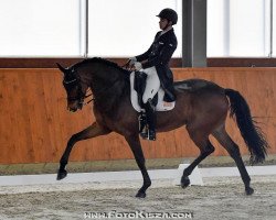 dressage horse Rock For Hit (Oldenburg, 2007, from Rock Forever NRW)