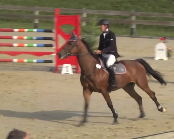 Springturnier Hubertushof RSG Linkenheim-Hochstetten 2013