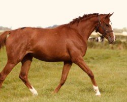 Springpferd Classica Rubin (Kleines deutsches Reitpferd, 2017, von Soel'rings Triple X)