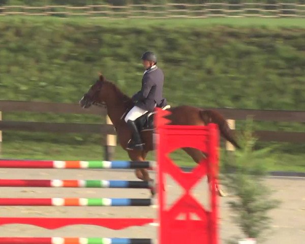 Springturnier Hubertushof RSG Linkenheim-Hochstetten 2013