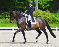 dressage horse Bella Unique (Westphalian, 2011, from Bonifatius)