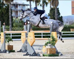 jumper Billy Etna (anglo european sporthorse, 2015, from Billy Congo)