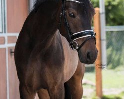 dressage horse Fuego van't Molenbosch (Dutch Pony, 2015, from Fergie)