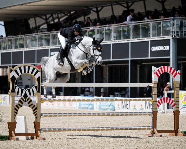 jumper Clarentino 3 (Holsteiner, 2014, from Clarimo Ask)