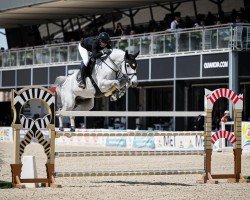 Springpferd Clarentino 3 (Holsteiner, 2014, von Clarimo Ask)