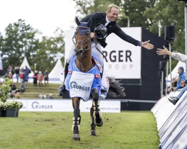 jumper Popeye de Tamise (Belgian Warmblood, 2015, from Vigo d'Arsouilles)