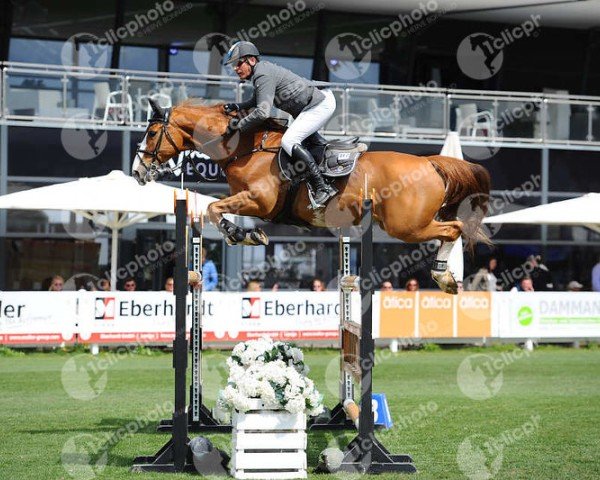 jumper Figaro 256 (Belgian Warmblood, 2005, from Wandor v.d.Mispelaere)