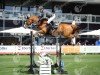 jumper Figaro 256 (Belgian Warmblood, 2005, from Wandor v.d.Mispelaere)