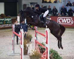 broodmare Gilmore Girl (Oldenburg show jumper, 2004, from Griseldi)