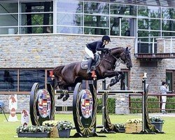 broodmare Gilmore Girl (Oldenburg show jumper, 2004, from Griseldi)