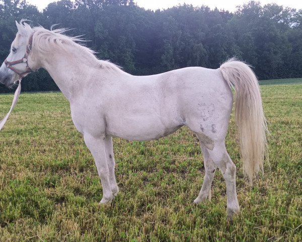 broodmare Akira Hl (German Riding Pony, 1994, from Calvados)