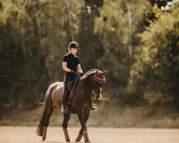 dressage horse Smilla 94 (Hanoverian, 2011, from Soliman)