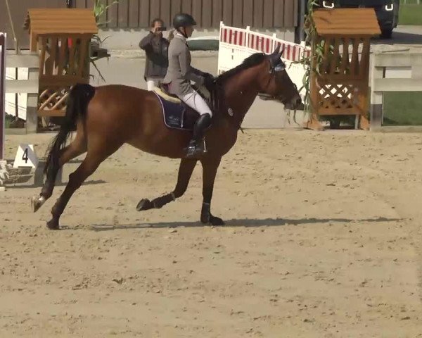 Springturnier Hubertushof RSG Linkenheim-Hochstetten 2013