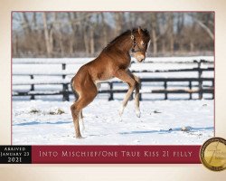 Pferd Stute von Into Mischief xx (Englisches Vollblut, 2021, von Into Mischief xx)