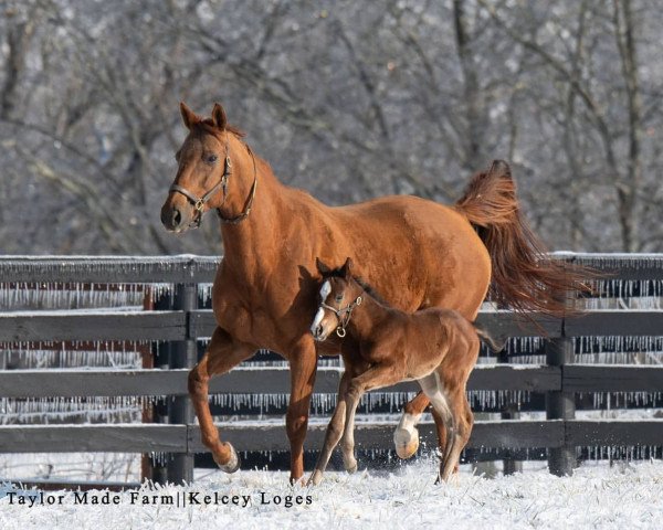 horse Stute von Into Mischief xx (Thoroughbred, 2021, from Into Mischief xx)