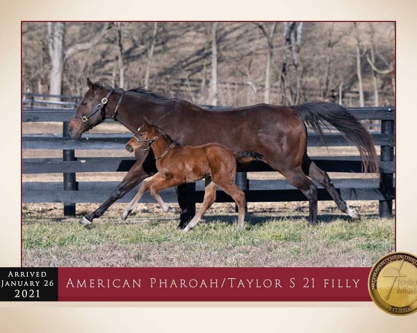 Pferd Stute von American Pharoah xx (Englisches Vollblut, 2021, von American Pharoah xx)