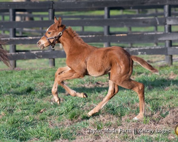 horse Stute von Practical Joke xx (Thoroughbred, 2021, from Practical Joke xx)