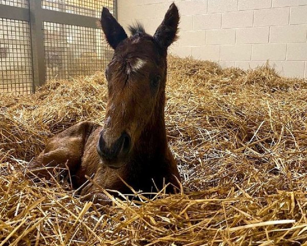 horse Hengst von Army Mule xx (Thoroughbred, 2021, from Army Mule xx)