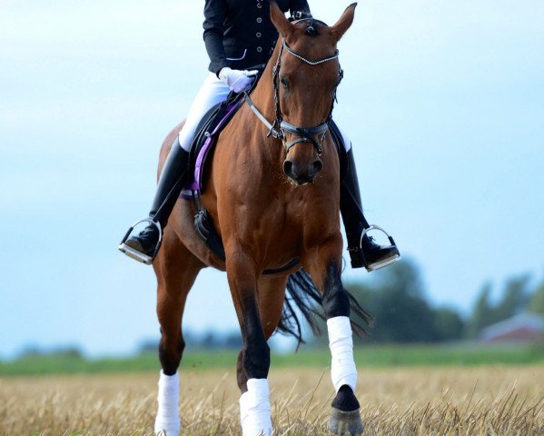 horse Friederike (Hanoverian, 1999, from Filigrant)