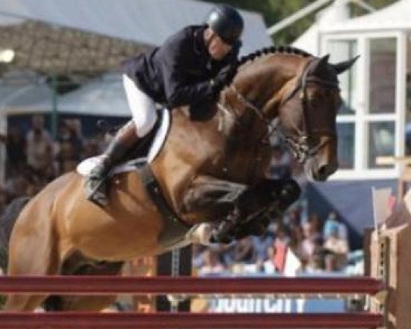 stallion Peppermill (KWPN (Royal Dutch Sporthorse), 1997, from Burggraaf)
