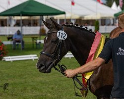 Zuchtstute Corona (Deutsches Reitpony, 2013, von No Limit)