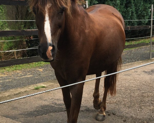 horse Minerva Pink Lady (Welsh-Pony (Section B), 2007, from Pik Bube- WE)