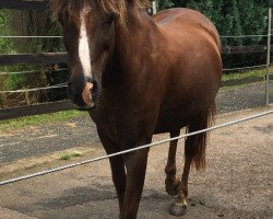 Pferd Minerva Pink Lady (Welsh Pony (Sek.B), 2007, von Pik Bube- WE)