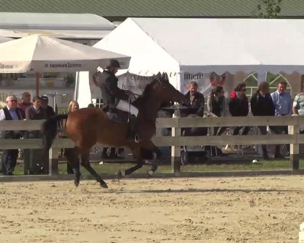 Springturnier Hubertushof RSG Linkenheim-Hochstetten 2013