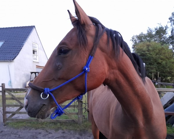 jumper Happy Magic (Trakehner, 2018, from Magistral AA)