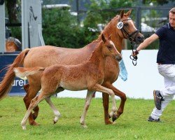 Fohlen von Delphi Diggory (Deutsches Reitpony, 2024, von Du weißt schon wer)