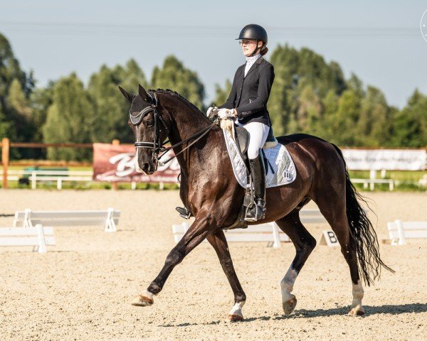 dressage horse Darkoro (German Sport Horse, 2007, from Danzas)